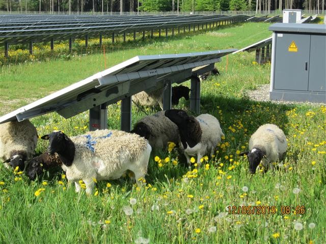 Unter den Modulen finden die Schafe Schutz vor der Sonne