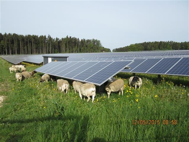 Die Solarmodule werden durch die Schafe vor Verschattung geschützt
